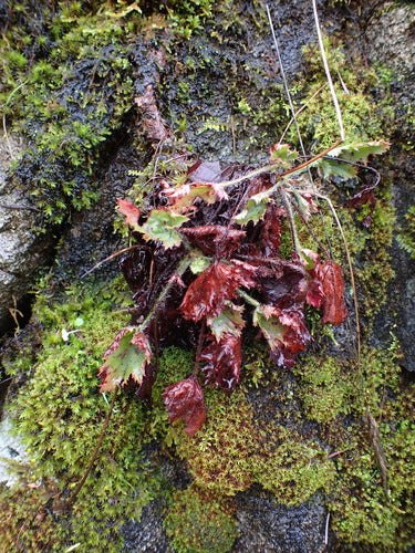 Purpurgloeckchen — Bild 5
