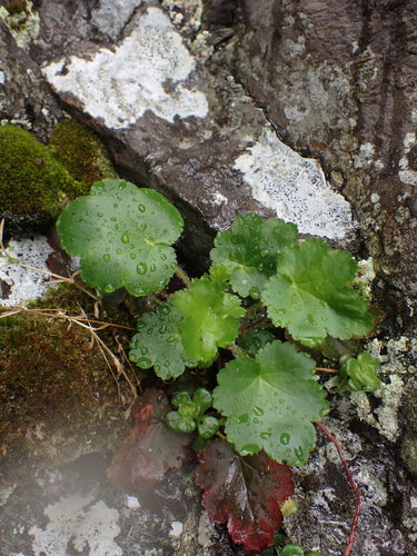 Purpurgloeckchen — Bild 1