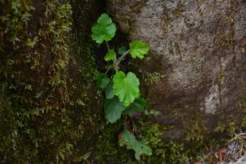 Purpurgloeckchen — Bild 3