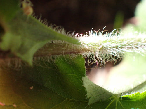 Purpurglöckchen — Bild 5