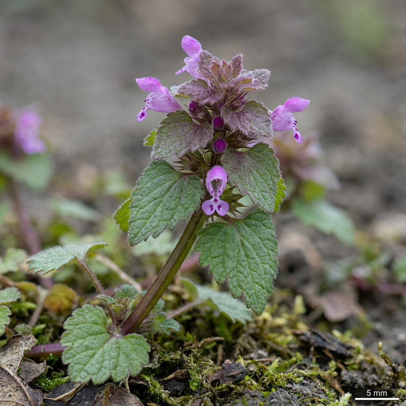 Purpurrote Taubnessel