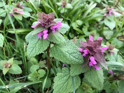 Purpurrote Taubnessel — Bild 5