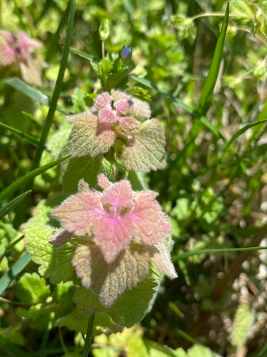 Purpurrote Taubnessel — Bild 3