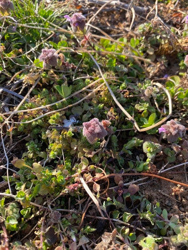 Purpurrote Taubnessel — Bild 4