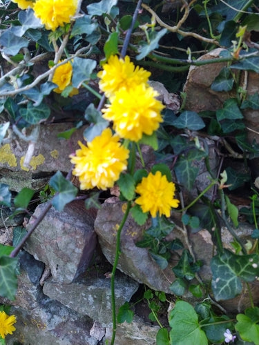 Ranunkelstrauch — Bild 3