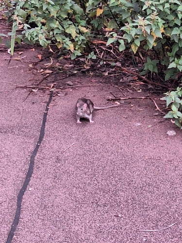 Ratten — Bild 2 von 8