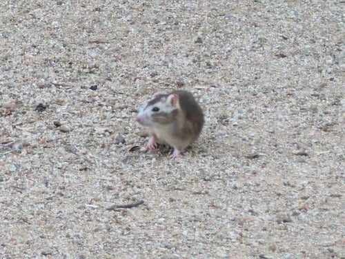 Ratten — Bild 4 von 8