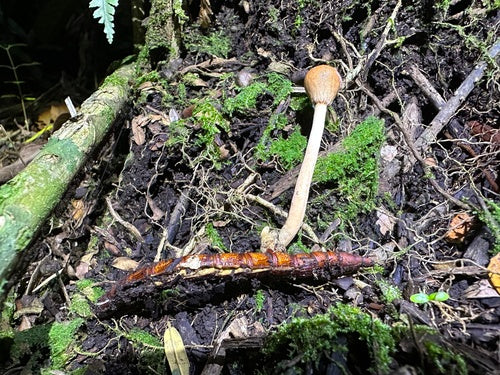 Raupen — Bild 2
