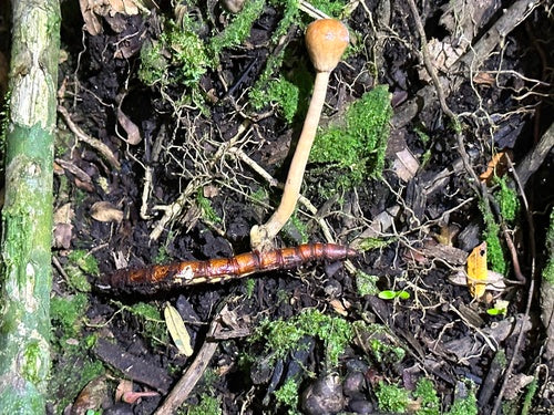 Raupen — Bild 1