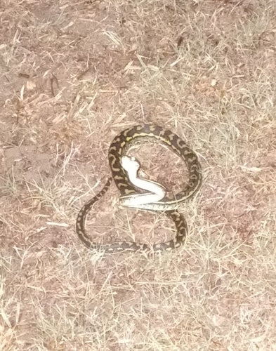 Rautenpython — Bild 4