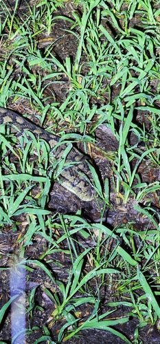Rautenpython — Bild 3