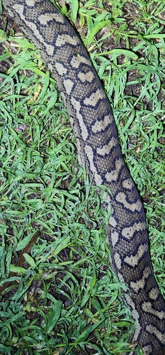 Rautenpython — Bild 2