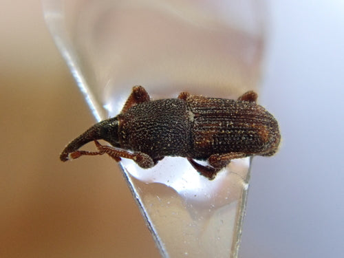 Reiskäfer — Bild 2