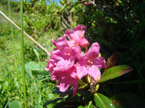 Rhododendron — Bild 5