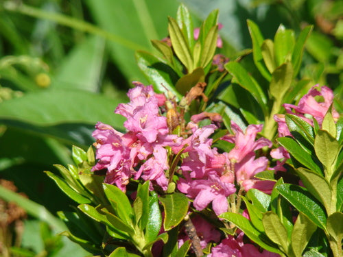 Rhododendron — Bild 4