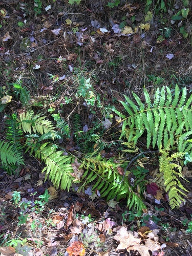 Rippenfarn — Bild 5 von 11