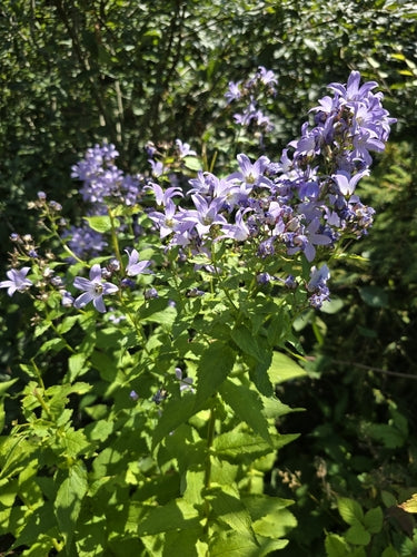 Rittersporn — Bild 5