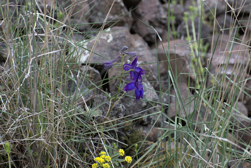 Rittersporne — Bild 5 von 10