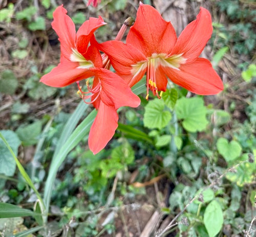 Ritterstern — Bild 4 von 10