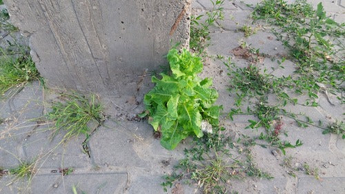 Römersalat — Bild 4