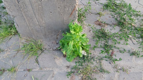 Römersalat — Bild 5