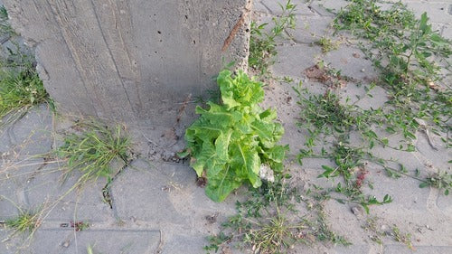 Römersalat — Bild 3