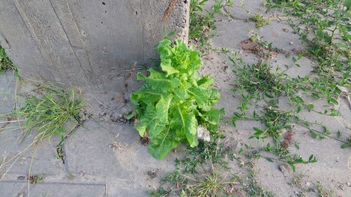 Römersalat — Bild 1