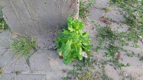 Römersalat — Bild 2