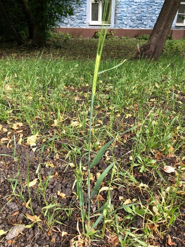 Roggen — Bild 3 von 8