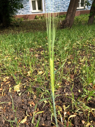 Roggen — Bild 2 von 8