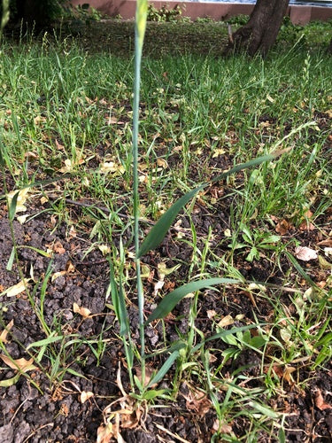 Roggen — Bild 1 von 8