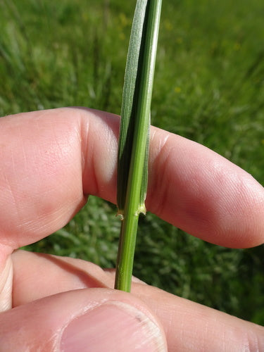Rohrschwingel — Bild 5