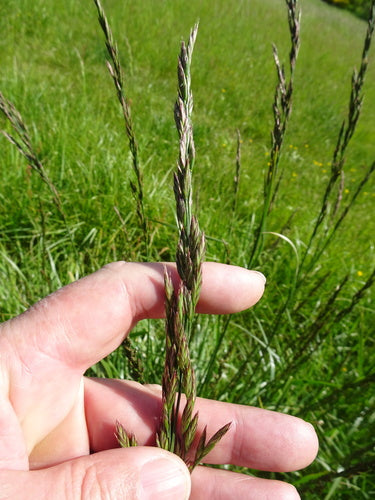 Rohrschwingel — Bild 4