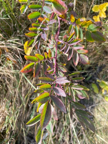 Rosen — Bild 3