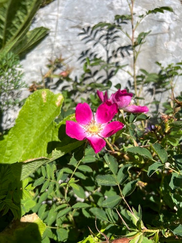 Rosen — Bild 2
