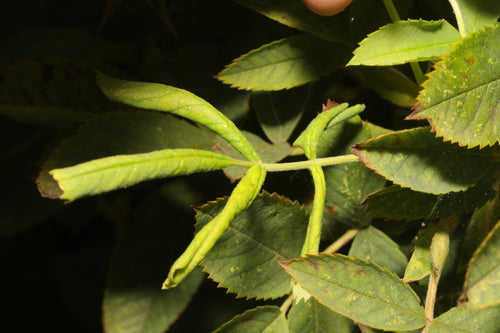 Rosenblattrollwespe — Bild 5 von 11
