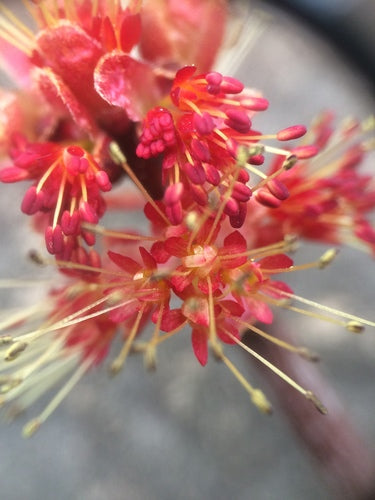 Rot-Ahorn — Bild 5
