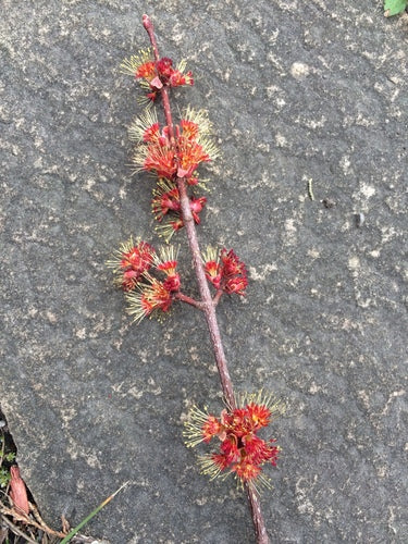 Rot-Ahorn — Bild 2