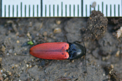 Rotbauchiger Schnellkäfer — Bild 5 von 10