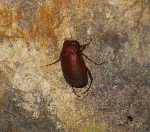 Rotbrauner Laubkäfer — Bild 3