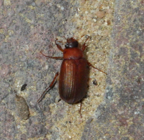 Rotbrauner Laubkäfer — Bild 2