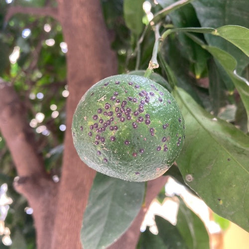 Rote Floridaschildlaus — Bild 5