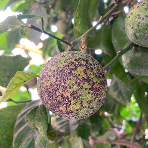 Rote Floridaschildlaus — Bild 3