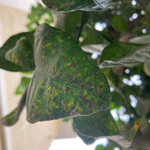 Rote Floridaschildlaus — Bild 2