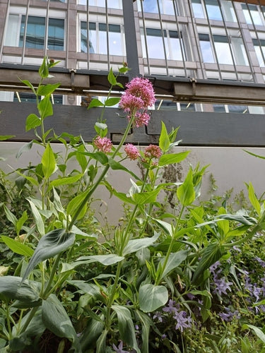 Rote Spornblume — Bild 4
