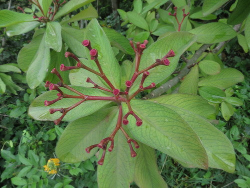 Roter Afrikanischer Milchbusch — Bild 4
