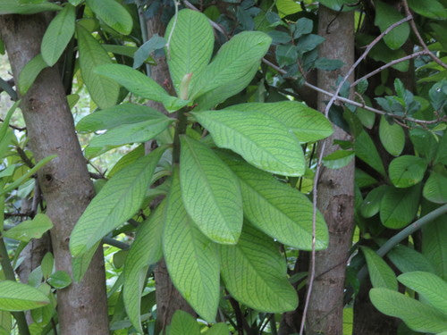 Roter Afrikanischer Milchbusch — Bild 3