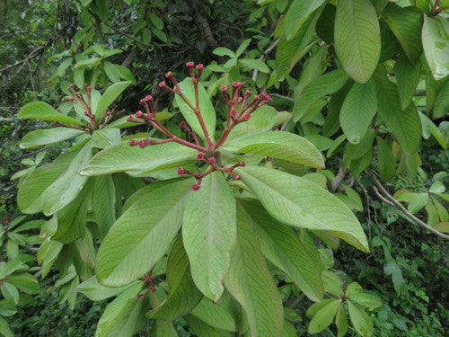 Roter Afrikanischer Milchbusch — Bild 2
