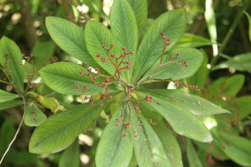 Roter Afrikanischer Milchbusch — Bild 5