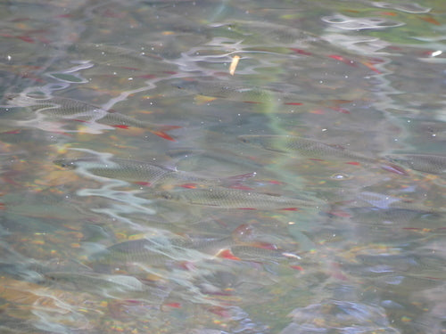 Rotfeder — Bild 5